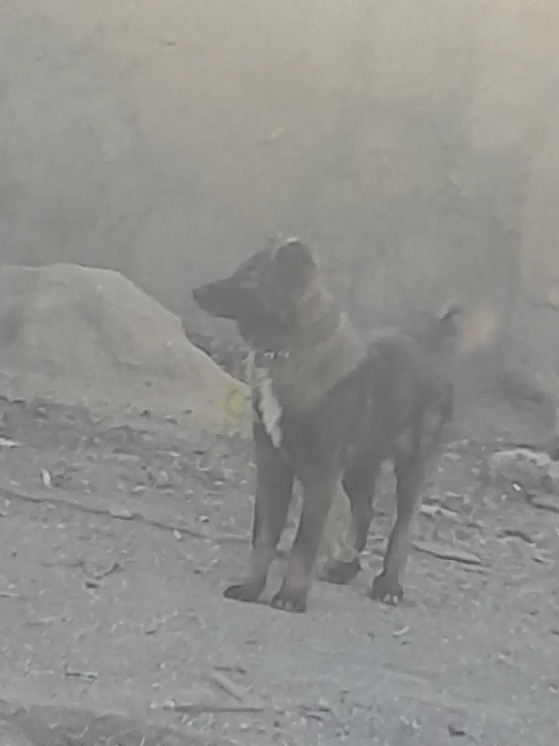 سگ‌ نگهبان|سگ|قلعه نو, |دیوار