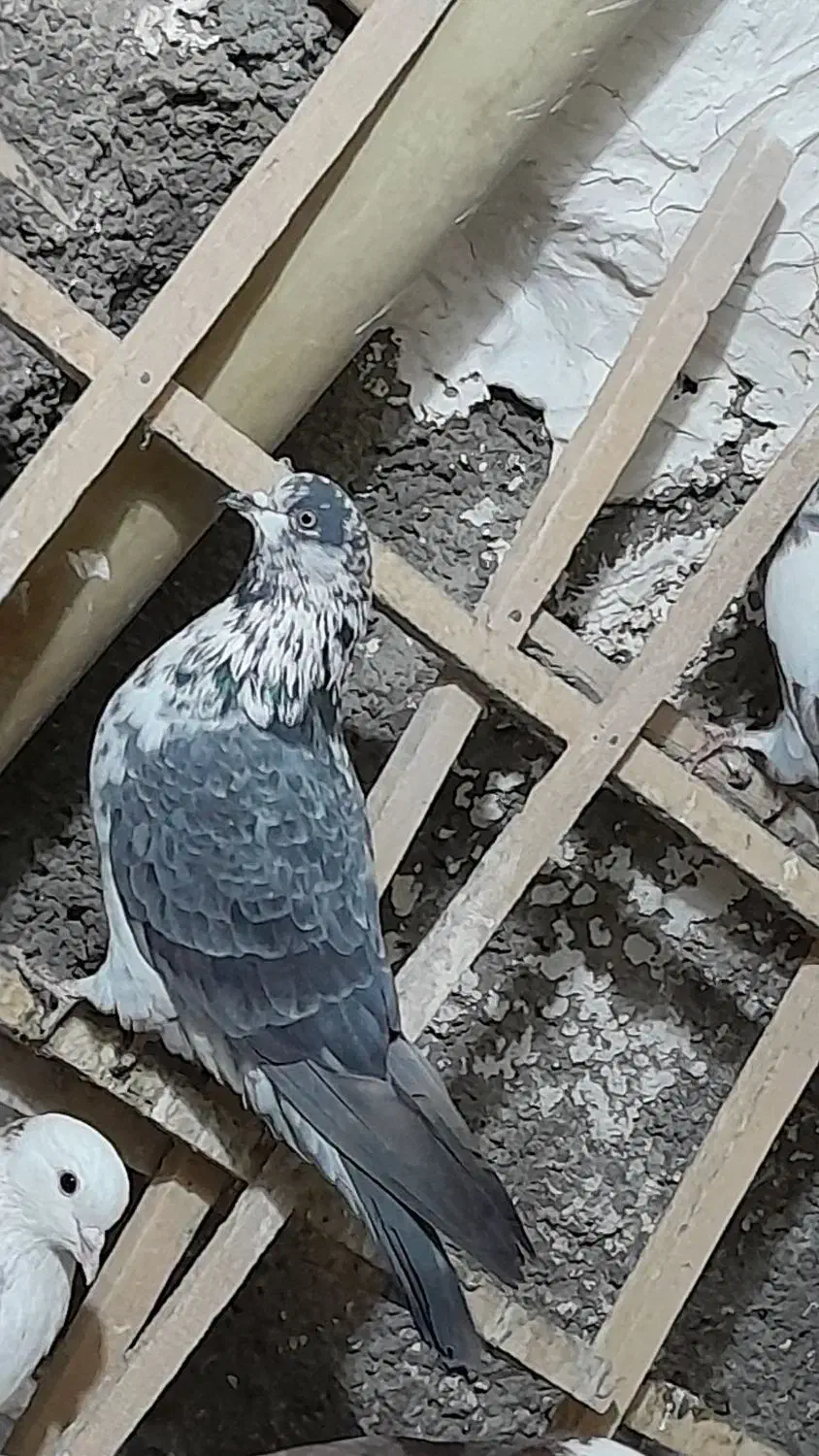 کبوتر|پرنده|کوهدشت, |دیوار