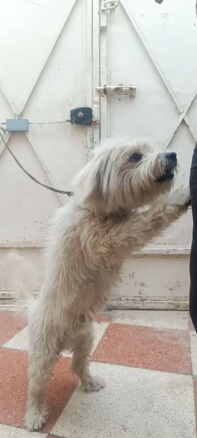 واگذاری سگ|سگ|اصفهان, عاشقآباد|دیوار