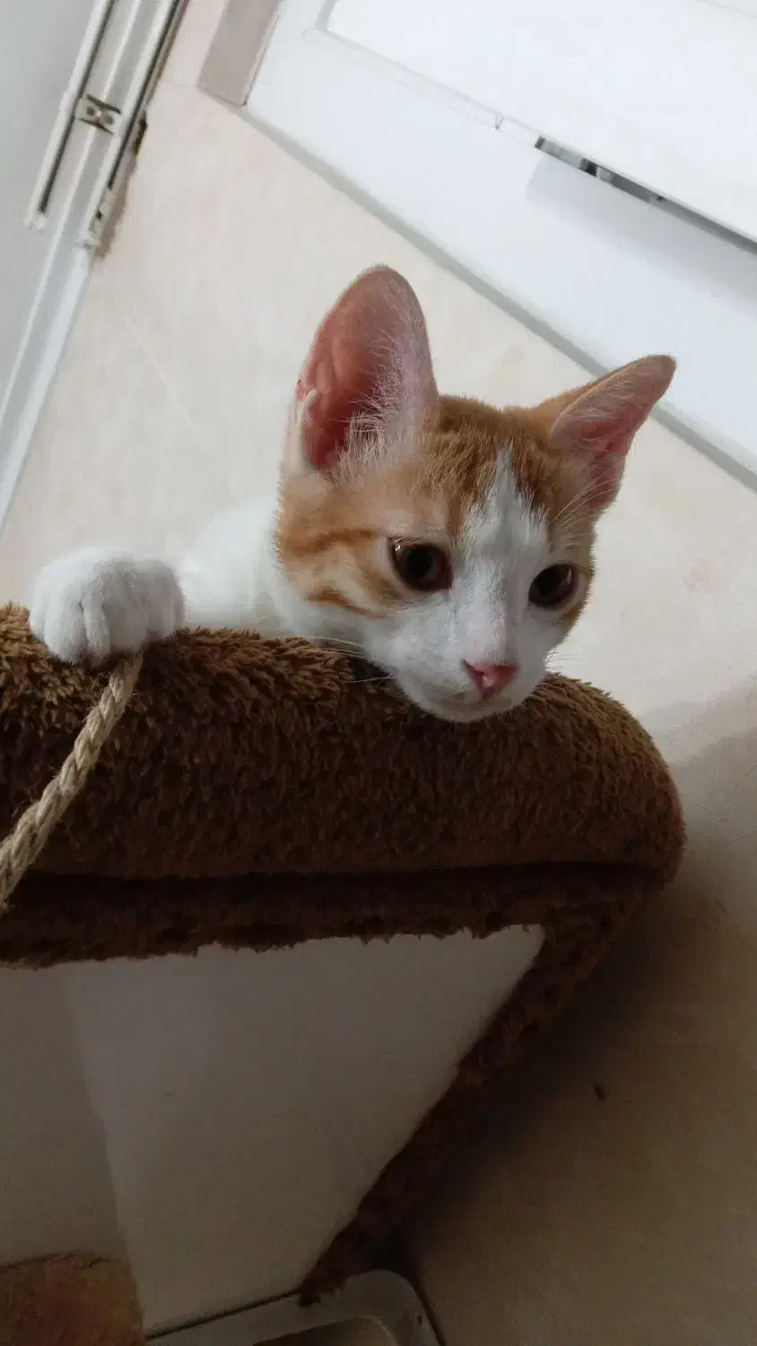 واگذاری گربه|گربه|سمنان, |دیوار