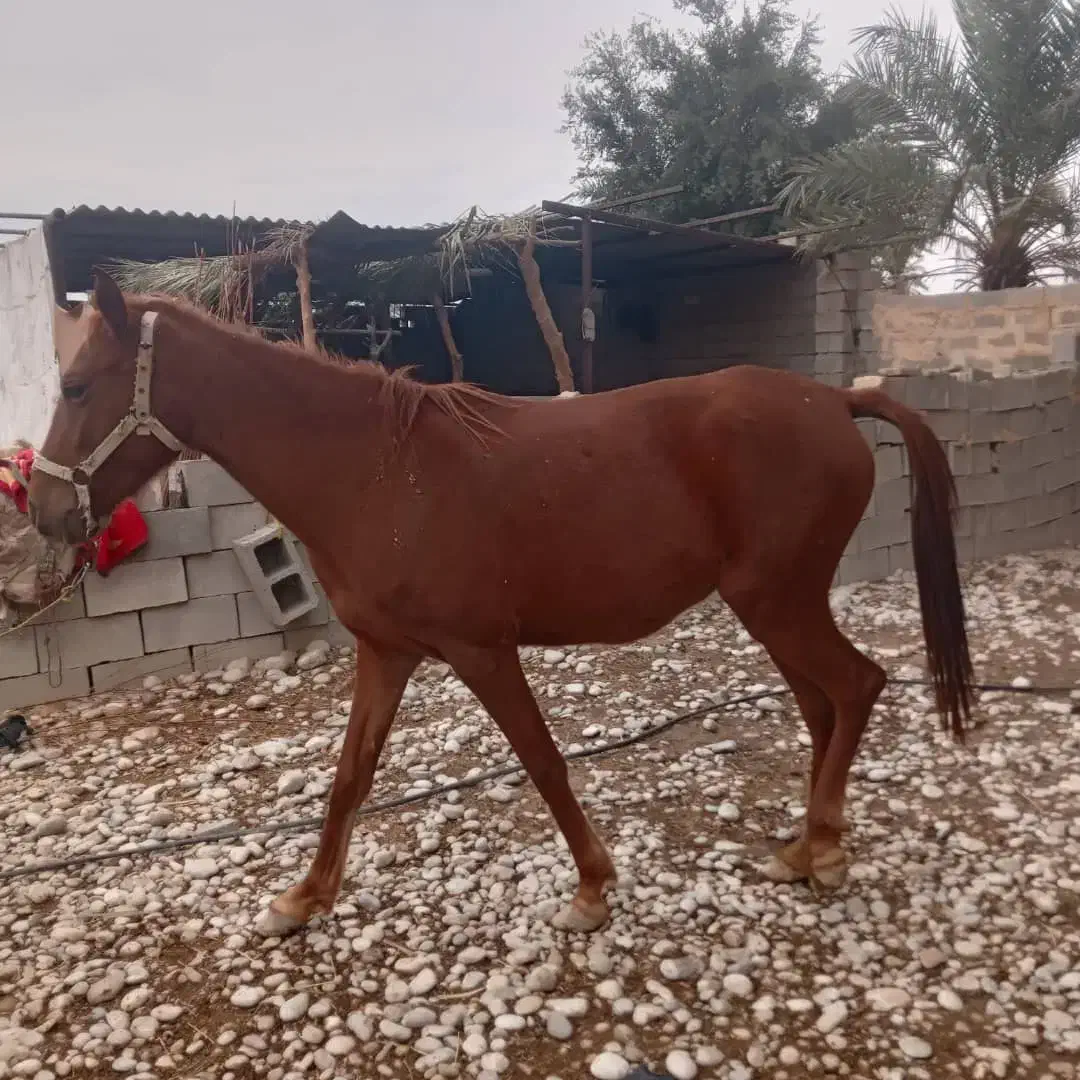 اسب|اسب و تجهیزات اسب‌سواری|رامهرمز, |دیوار