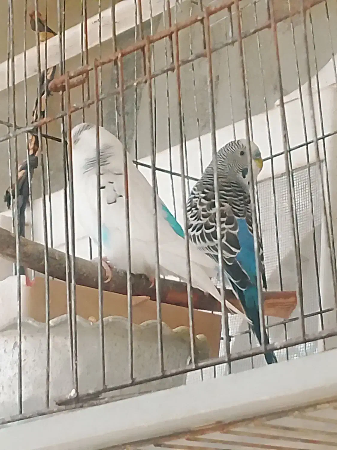 فروش یک جفت مرغ عشق|پرنده|سپیدان, |دیوار