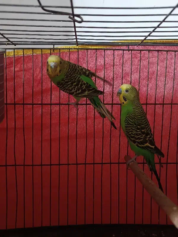 مرغ عشق|پرنده|کرمان, |دیوار