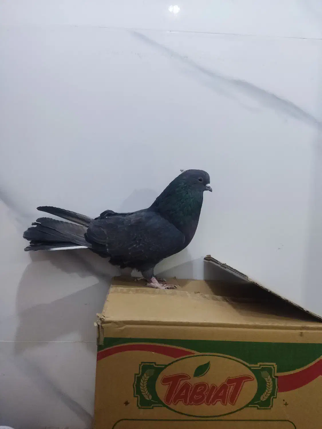 با سلام دوتا ماده سرور و یک نر زاغ آهنی درجه یک|پرنده|پردیس, فاز ۸|دیوار