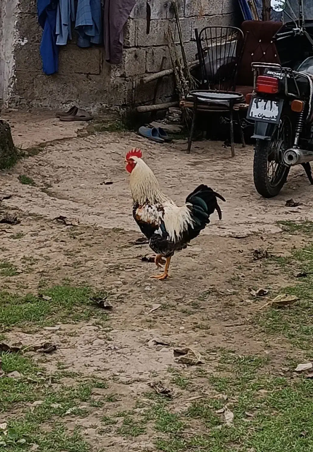 خروس محلی|حیوانات مزرعه|سیاهکل, |دیوار