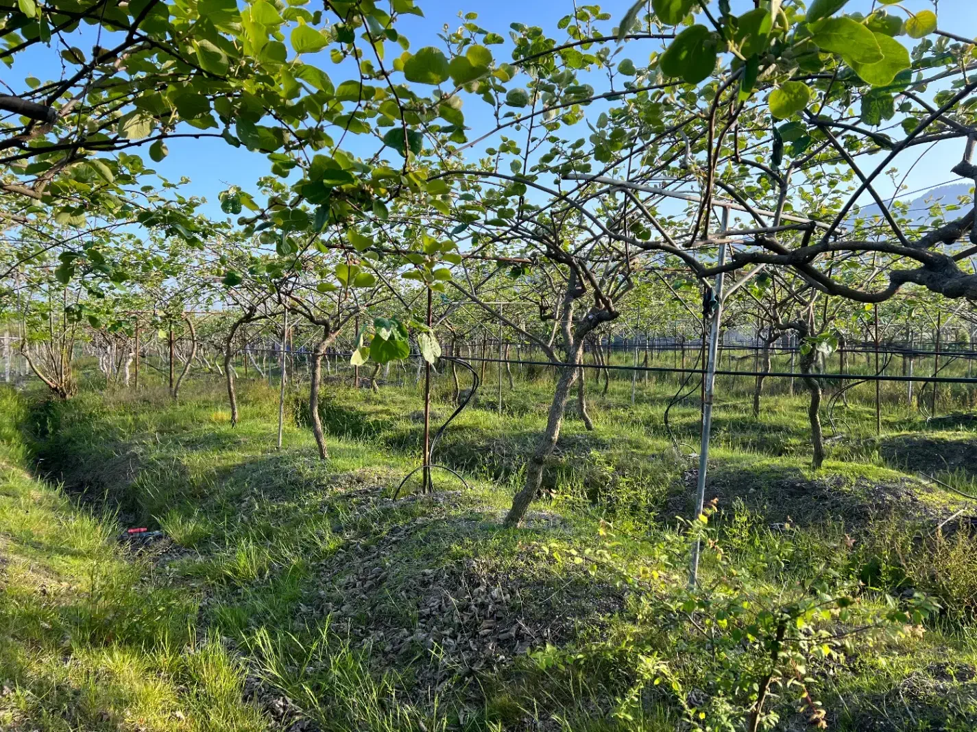 فروش باغ کیوی در شهرحویق|فروش زمین و ملک کلنگی|حویق, |دیوار