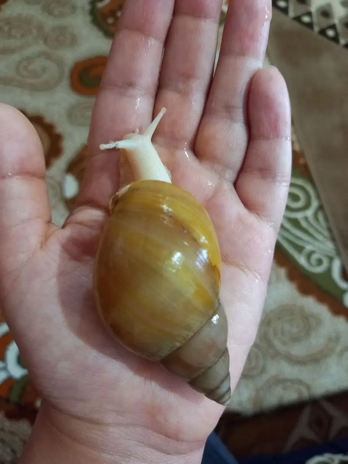 حلزون آلبینو|خزنده|تهران, مینای جنوبی|دیوار