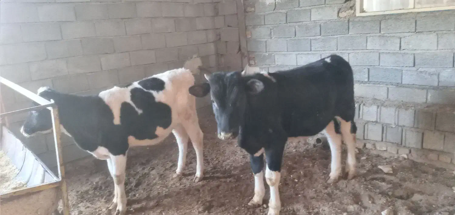 گوساله نر|حیوانات مزرعه|محمدیه-قزوین, |دیوار