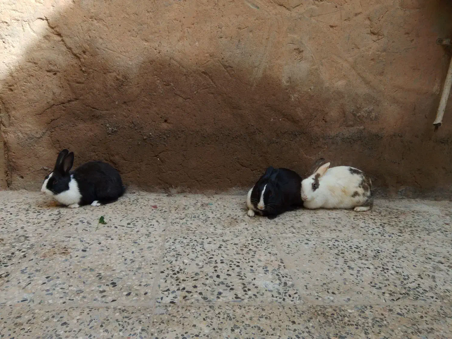 حمیدیه|موش و خرگوش|حمیدیه, |دیوار