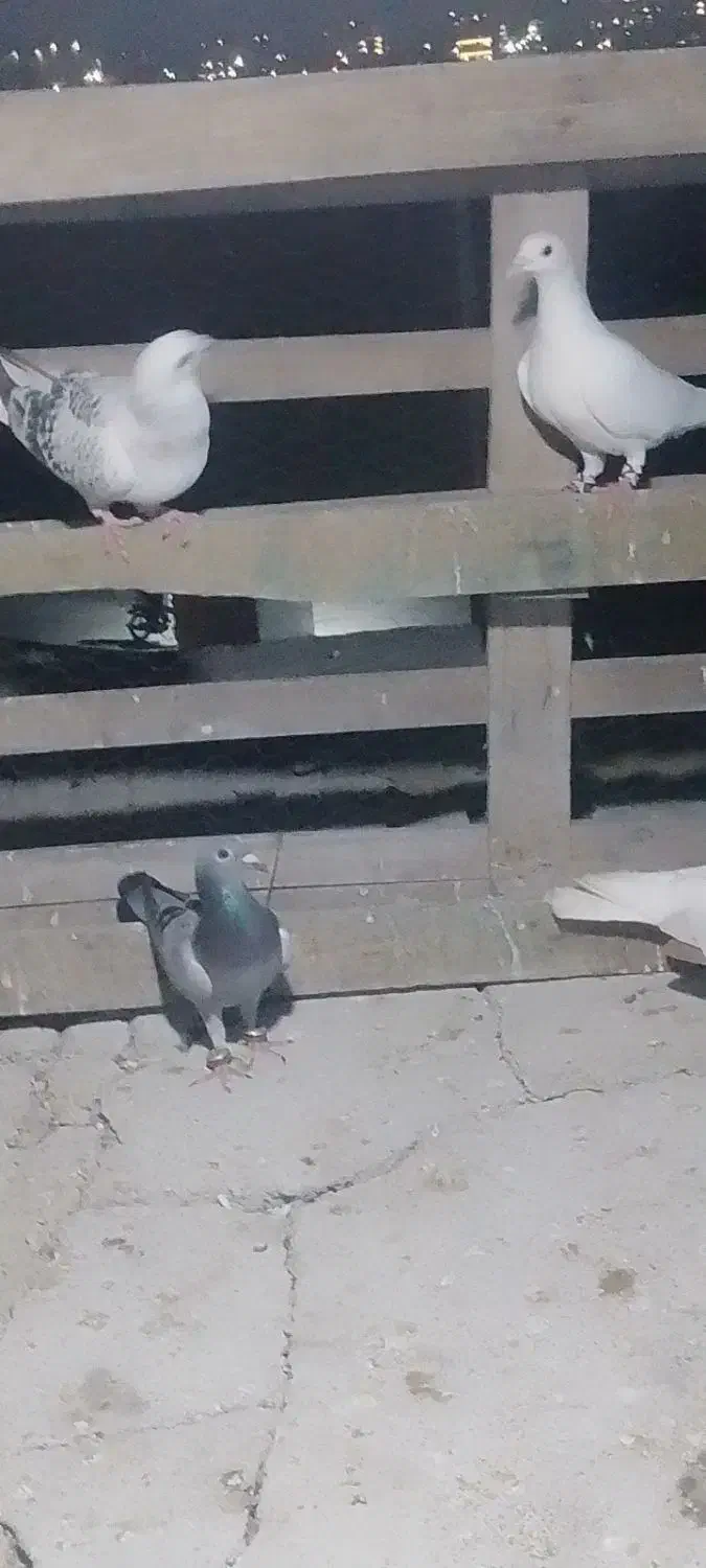 کبوتر|پرنده|چابهار, |دیوار