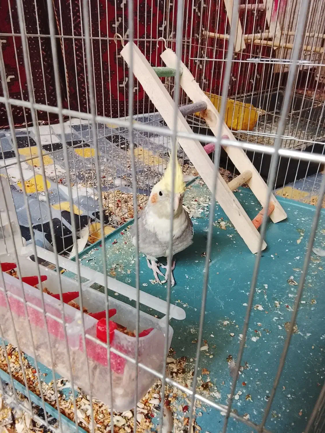 عروس هلندی|پرنده|کوهبنان, |دیوار