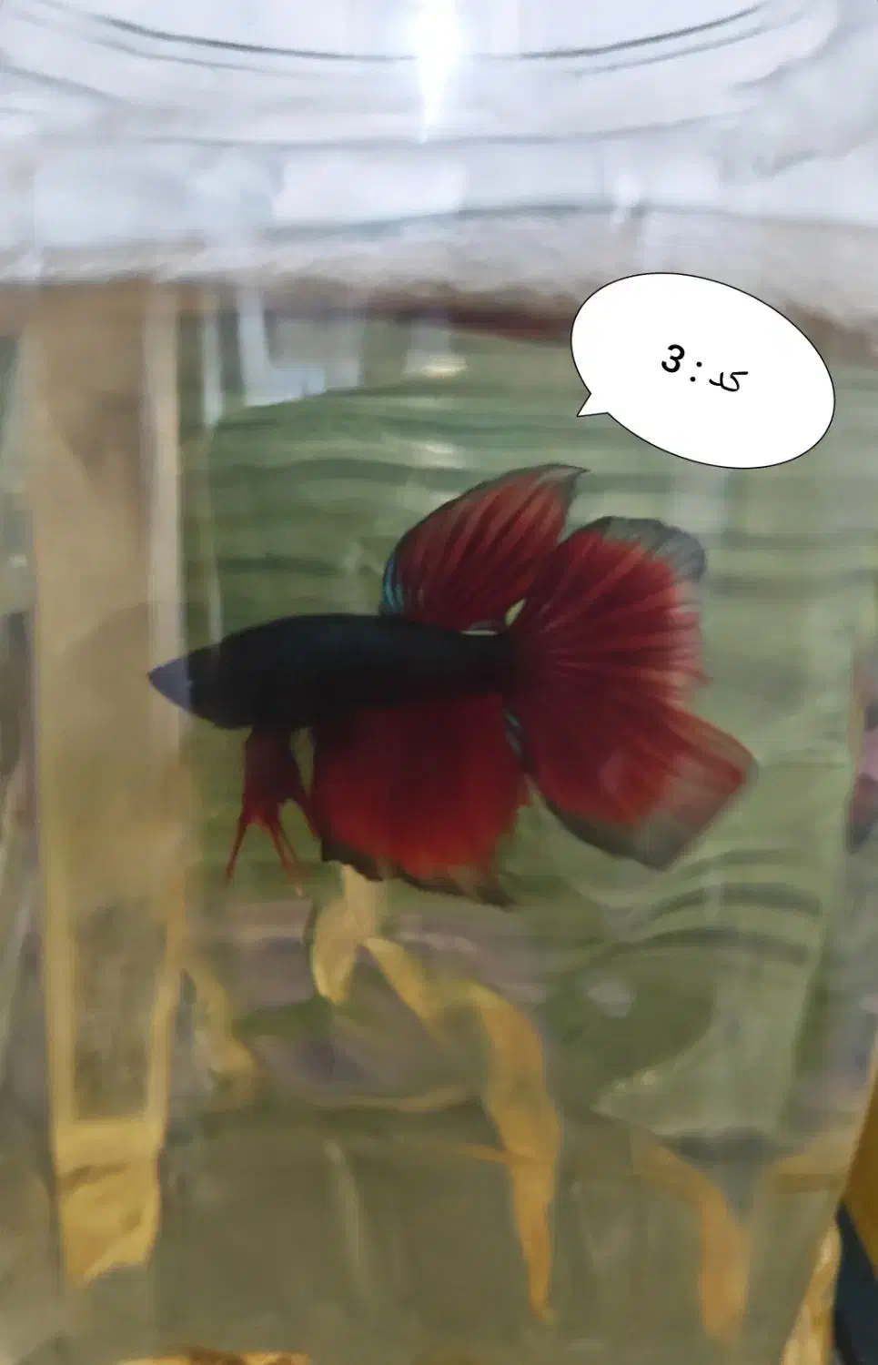 ماهی فایتر|ماهی|خرم‌آباد, |دیوار