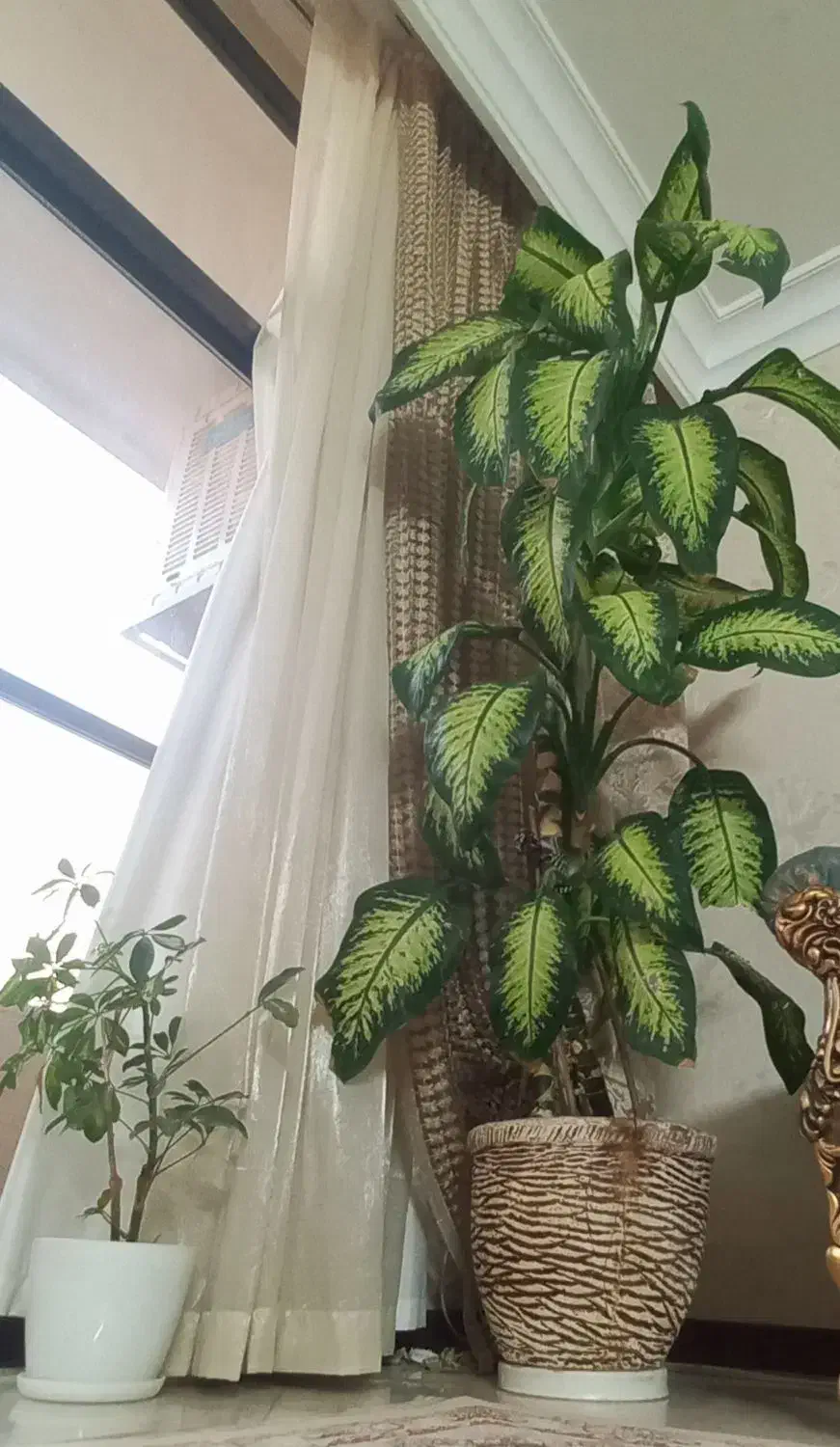 گل دیفین|گل و گیاه طبیعی|اصفهان, طامه|دیوار