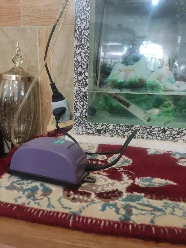 آکواریوم|ماهی|خرمآباد, |دیوار