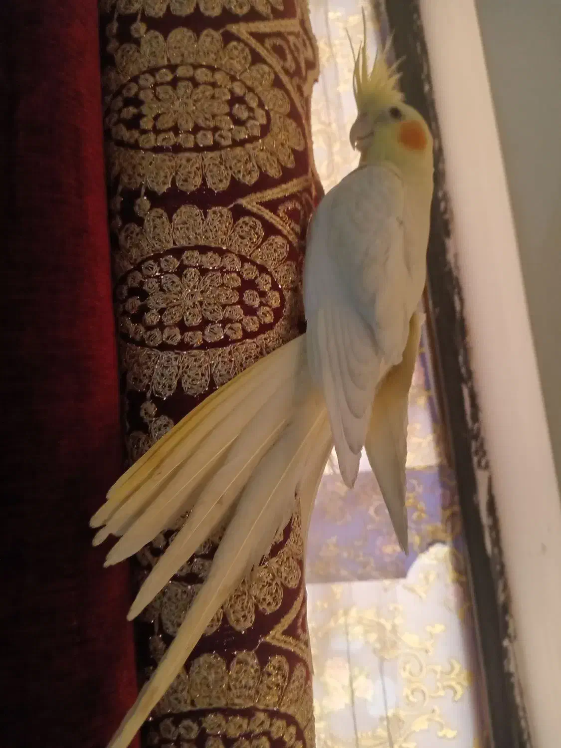 دوجفت عروس هلندی زردجوان سالم|پرنده|شوش, |دیوار