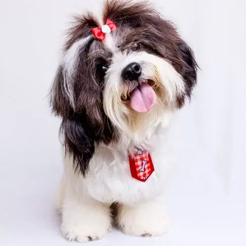 سگ شیتزو|سگ|یزد, |دیوار