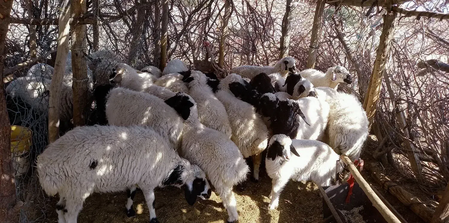 میش وبره|حیوانات مزرعه|بافت, |دیوار