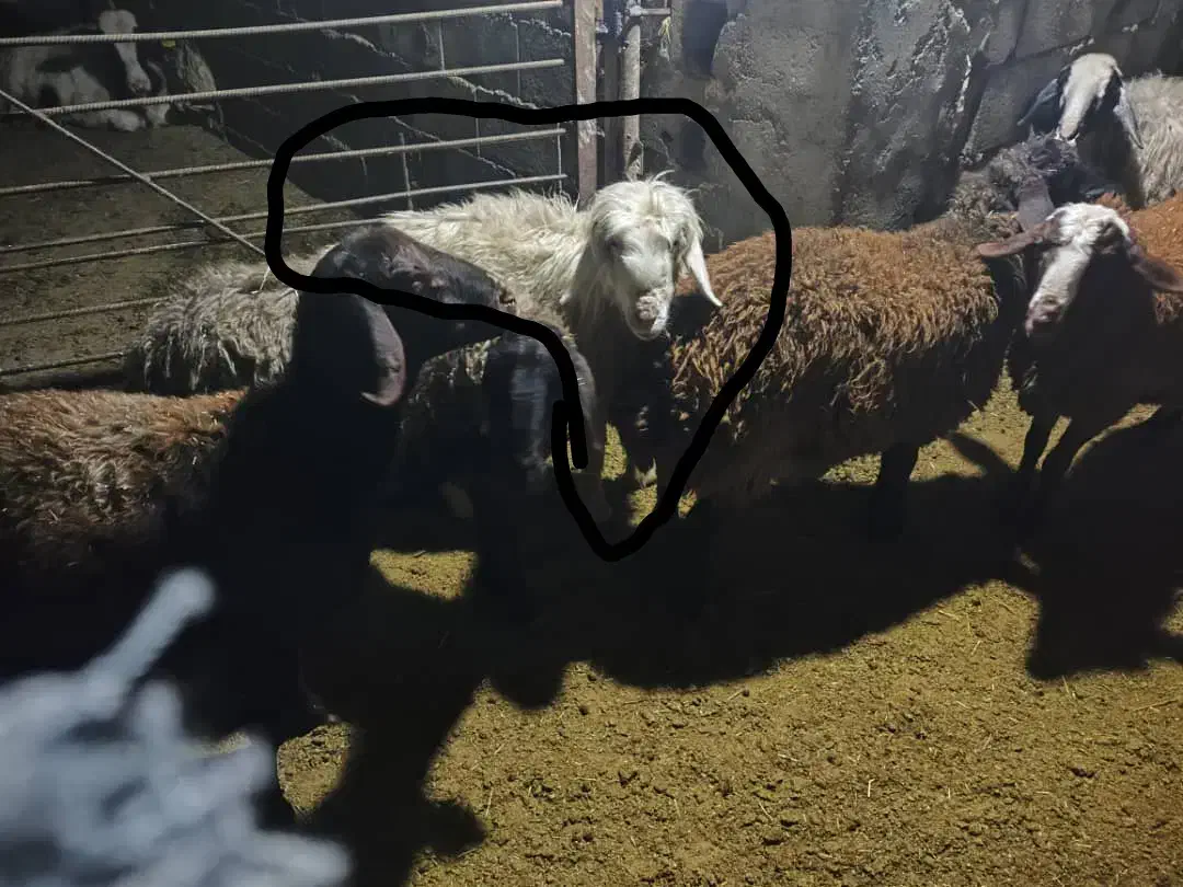 قوچ سرحال تخمی و برندیل با بره|حیوانات مزرعه|لردگان, |دیوار