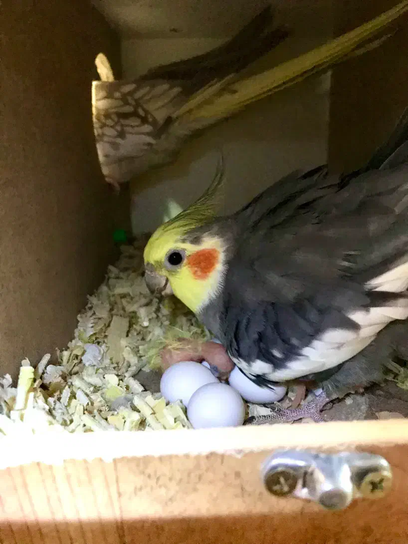 جفت مولد عروس هلندی با ۵جوجه|پرنده|تهران, ستارخان|دیوار