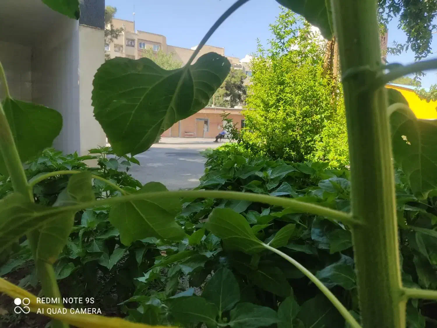 نگهداری فضای سبز ادارات،شرکتها،برج ها|خدمات باغبانی و درختکاری|تهران, گلستان (شهرک راه آهن)|دیوار