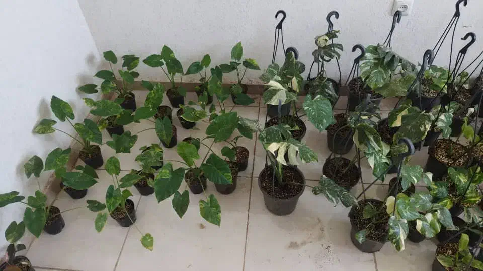 فروش بابا آدم ابلق و مانسترای ابلق|گل و گیاه طبیعی|تهران, آهنگ|دیوار