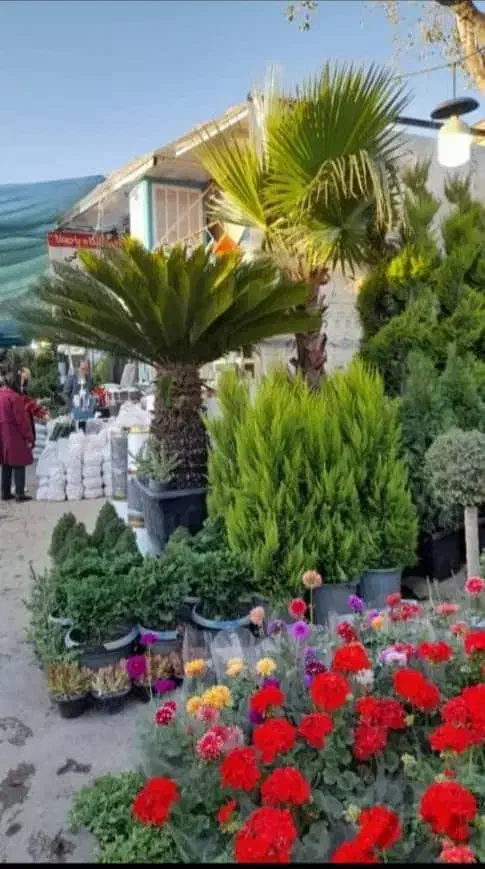 باغبانی کامیونداران احمد آباد نسیم شهر واوان|خدمات باغبانی و درختکاری|اسلامشهر, مسکن مهر اسلاشهر (شهرک امام خمینی)|دیوار