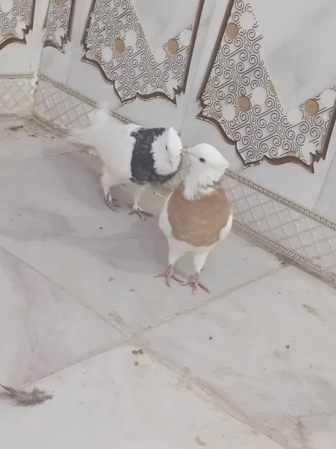 دو عدد طوقی گرفتنی صفت|پرنده|اهواز, فتح|دیوار