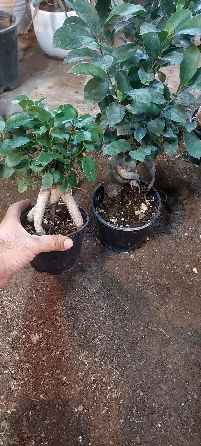 بنسای فیلندرون پینک|گل و گیاه طبیعی|قم, خداکرم|دیوار