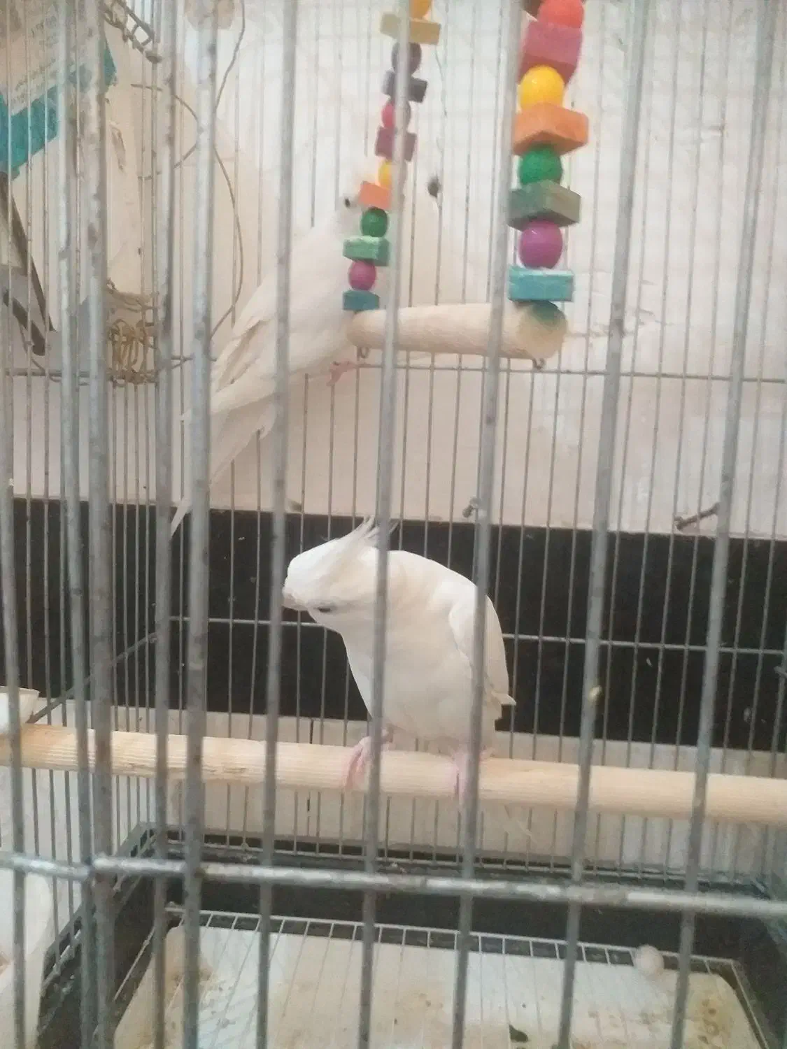 چهارعدد تخم هم دارند|پرنده|سرپل ذهاب, |دیوار