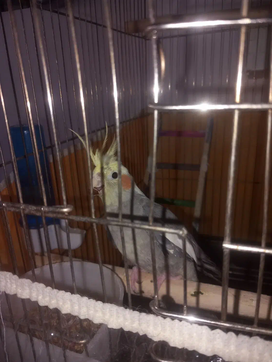 عروس هلندی مولد|پرنده|سقز, |دیوار