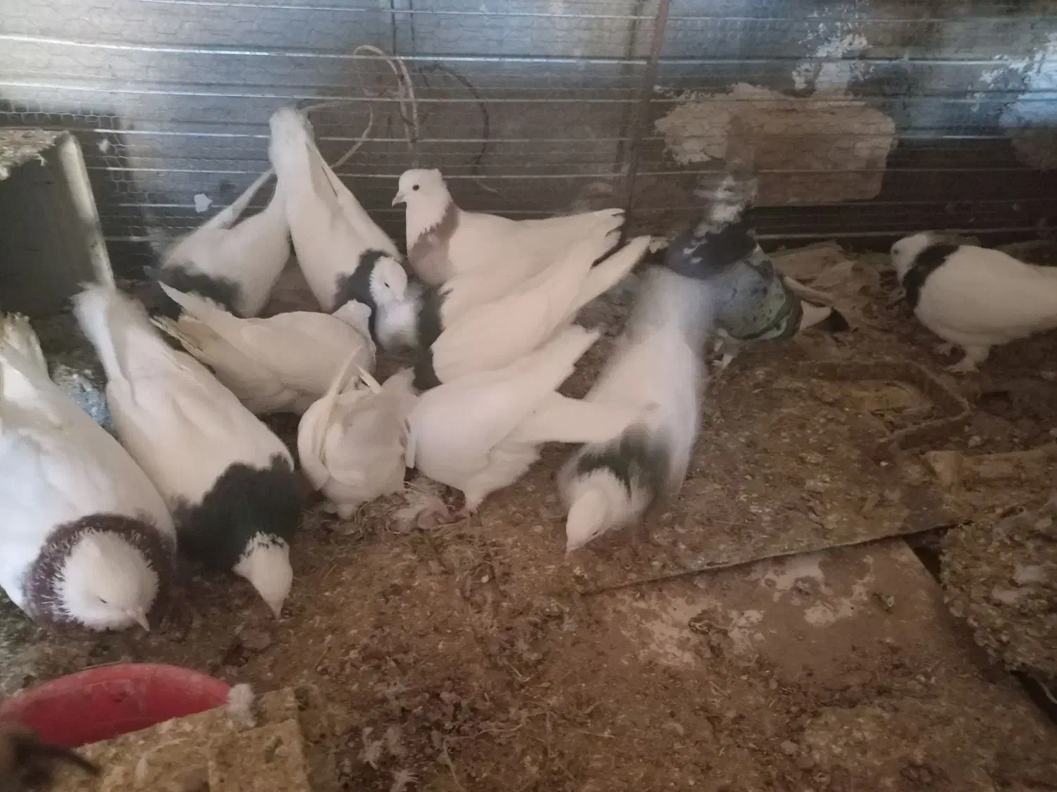 کفتر طوقی|پرنده|سده (خراسان جنوبی), |دیوار