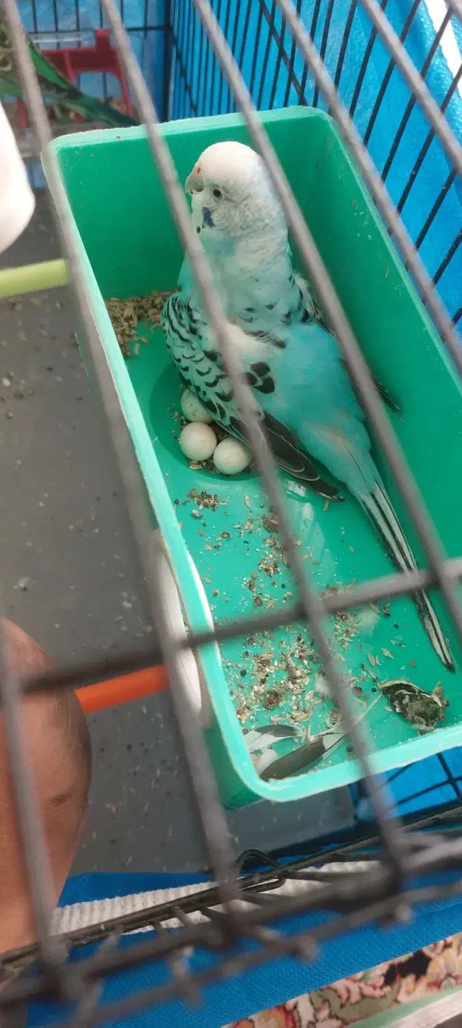 مرغ عشق|پرنده|بروجن, |دیوار