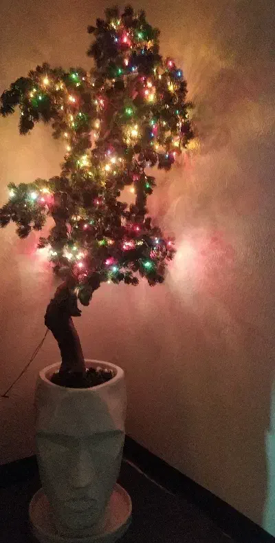 درختچه کاج|گل مصنوعی|پاکدشت, پاکدشت (مامازند)|دیوار