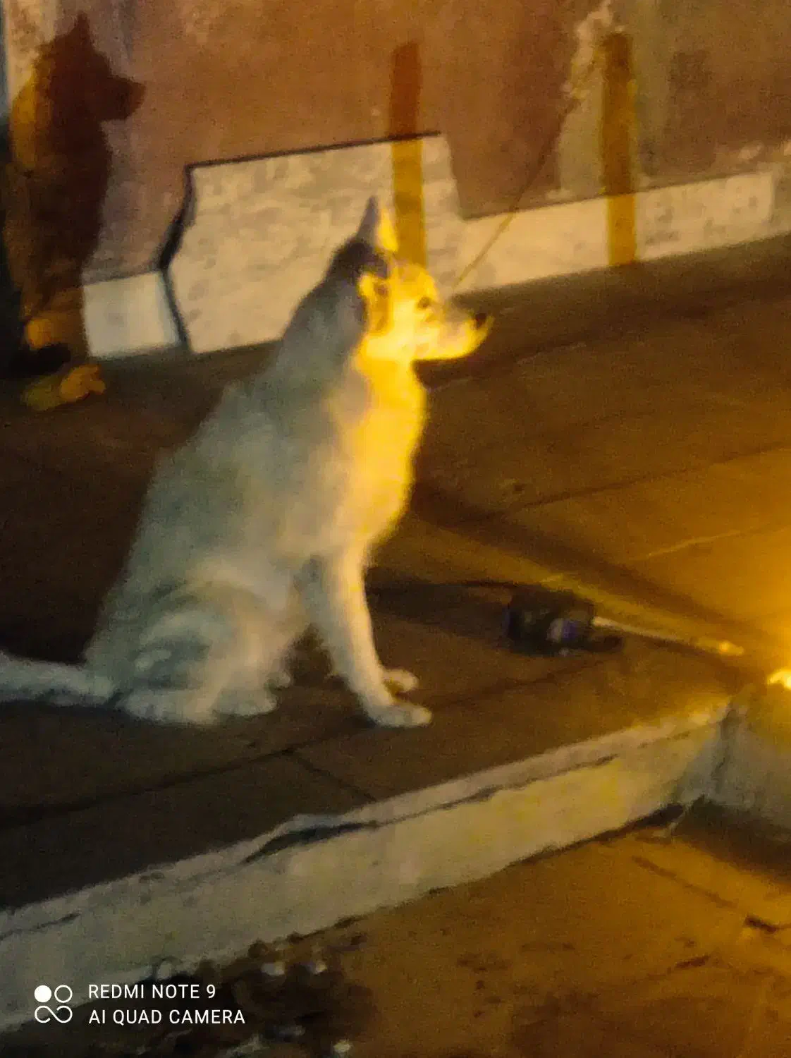 گمشده|حیوانات|شیروان (لرستان), |دیوار