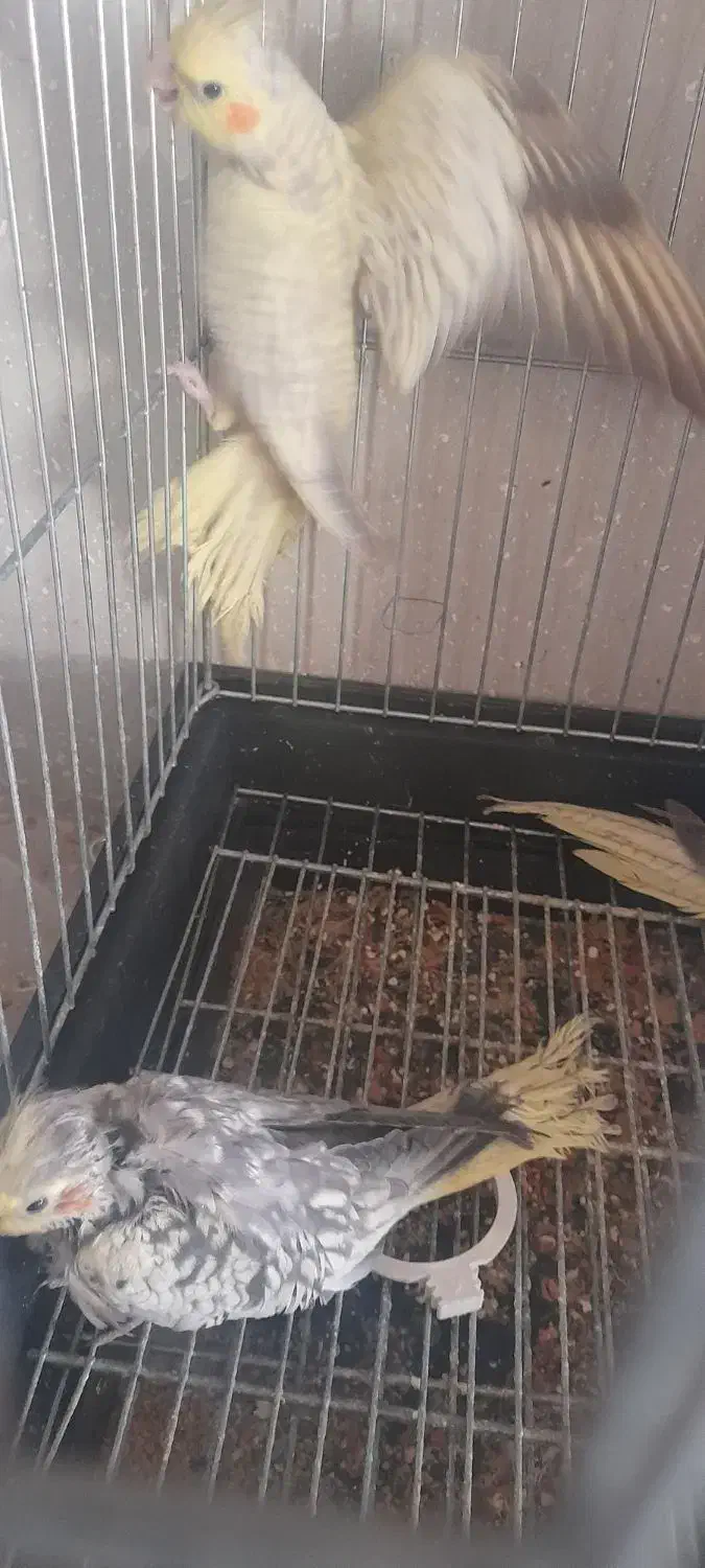 چهار عدد عروس هلندی|پرنده|خمینی‌شهر, |دیوار