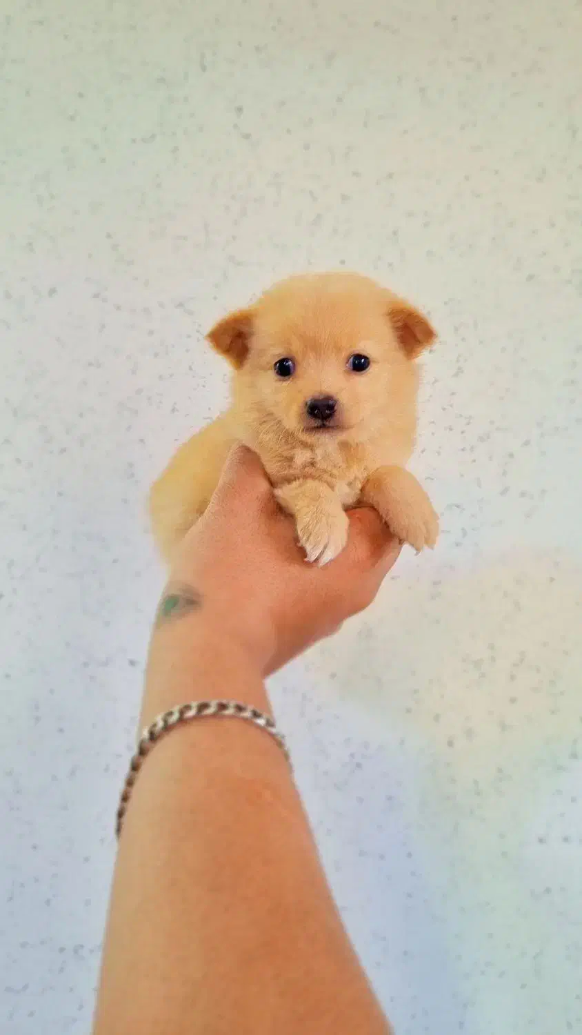 میکس پامر و اشپیتز عروسکی نر و ماده|سگ|اصفهان, پینارت|دیوار