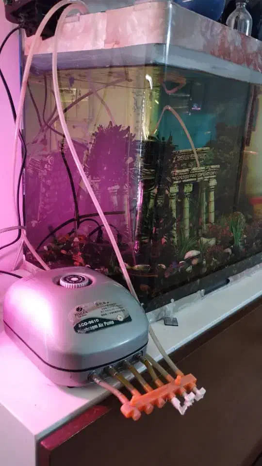 آکواریوم لوکس|ماهی|تهران, آشتیانی|دیوار