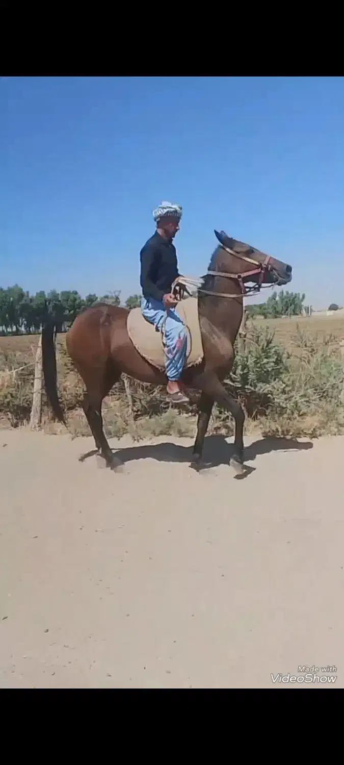 شوش|اسب و تجهیزات اسب‌سواری|شوش, |دیوار