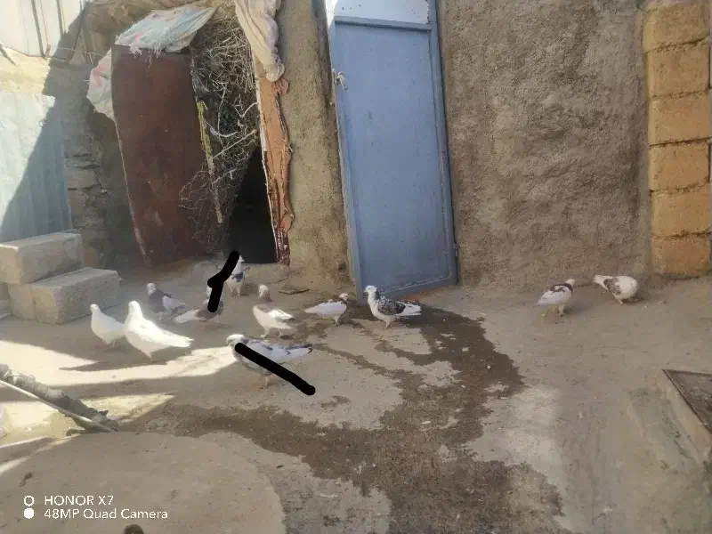 جفتی 400 همه باهم یک ملیون پونصد|پرنده|بانه, |دیوار