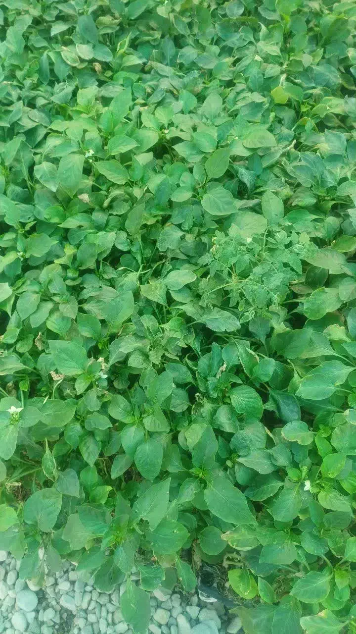 انواع نشا توت فرنگی،گلکلم،کاهو،کلم سالادی|گل و گیاه طبیعی|امیدیه, |دیوار