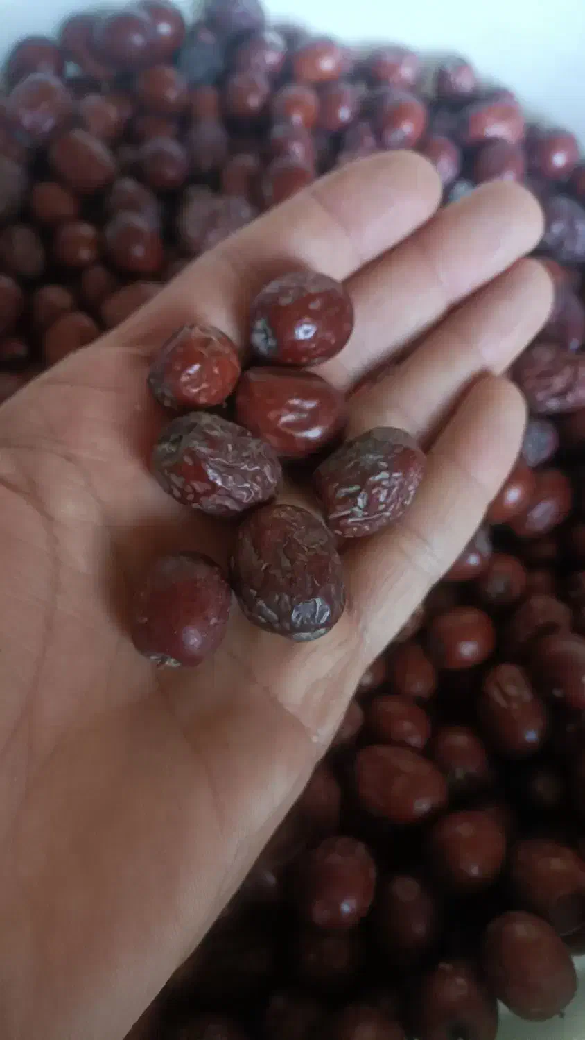 عناب|خوردنی و آشامیدنی|مشهد, توس (بلوار توس)|دیوار