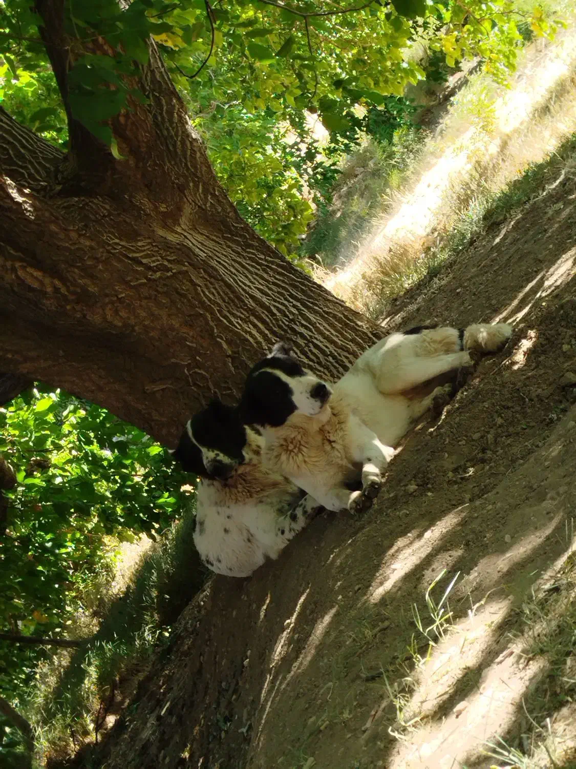 واگذاری سگ قدریجونی|سگ|بوانات, |دیوار