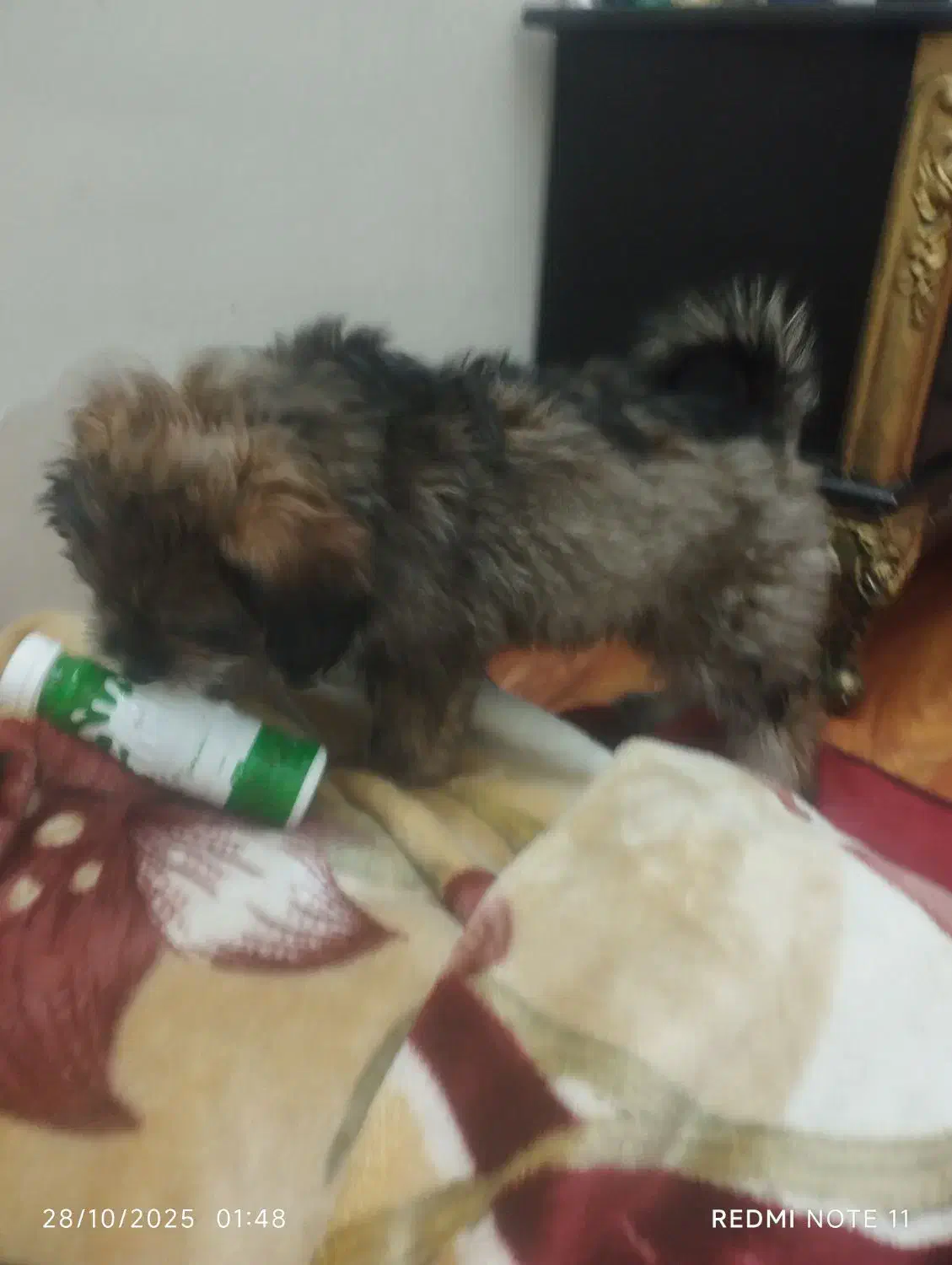 واگذاری 3 عددتوله سگ 3 ماهه واکسن خورده +شناسنامه|سگ|تهران, علم و صنعت|دیوار