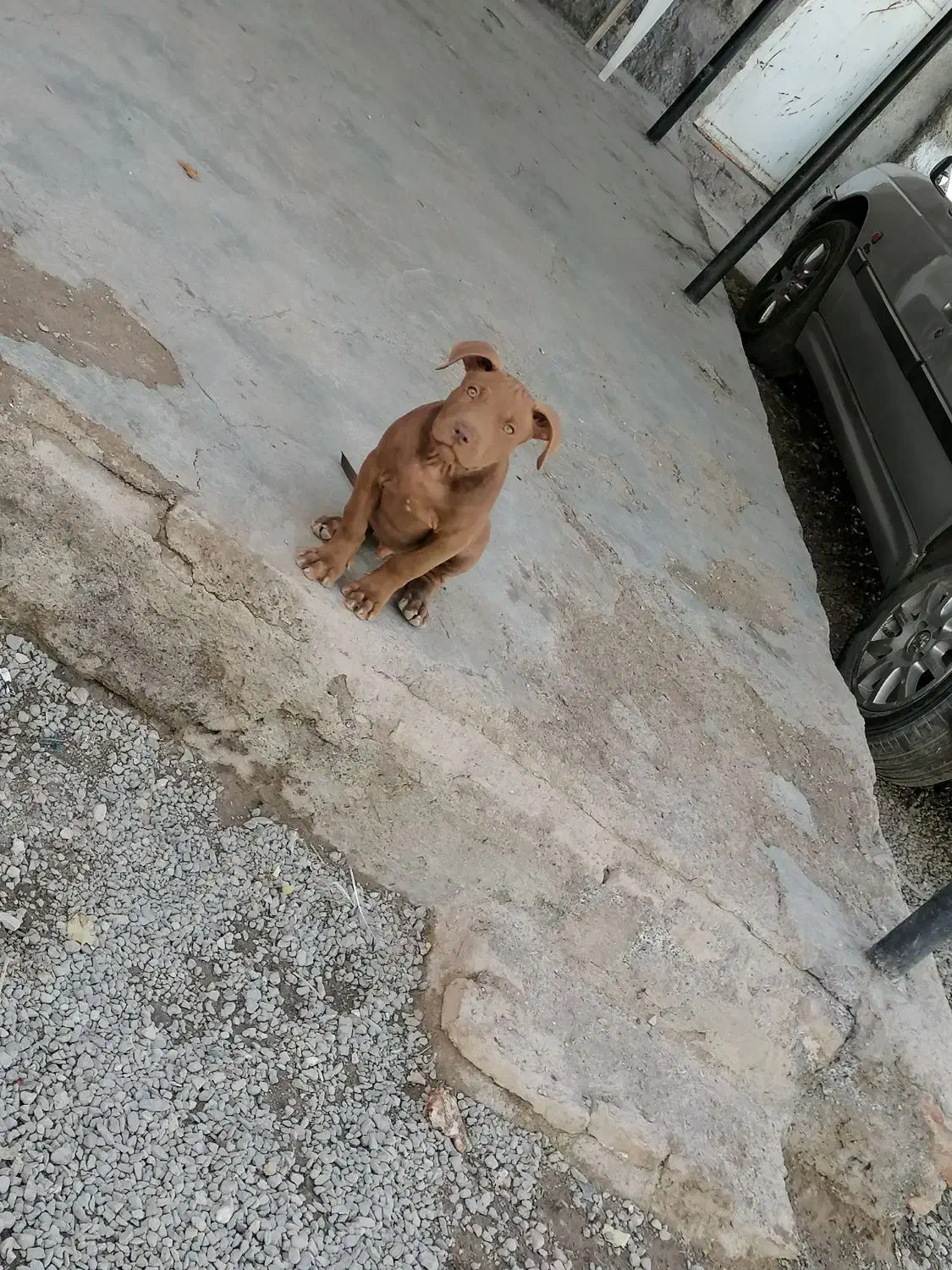 توله پیتبول نر|سگ|تهران, هاشم‌آباد|دیوار