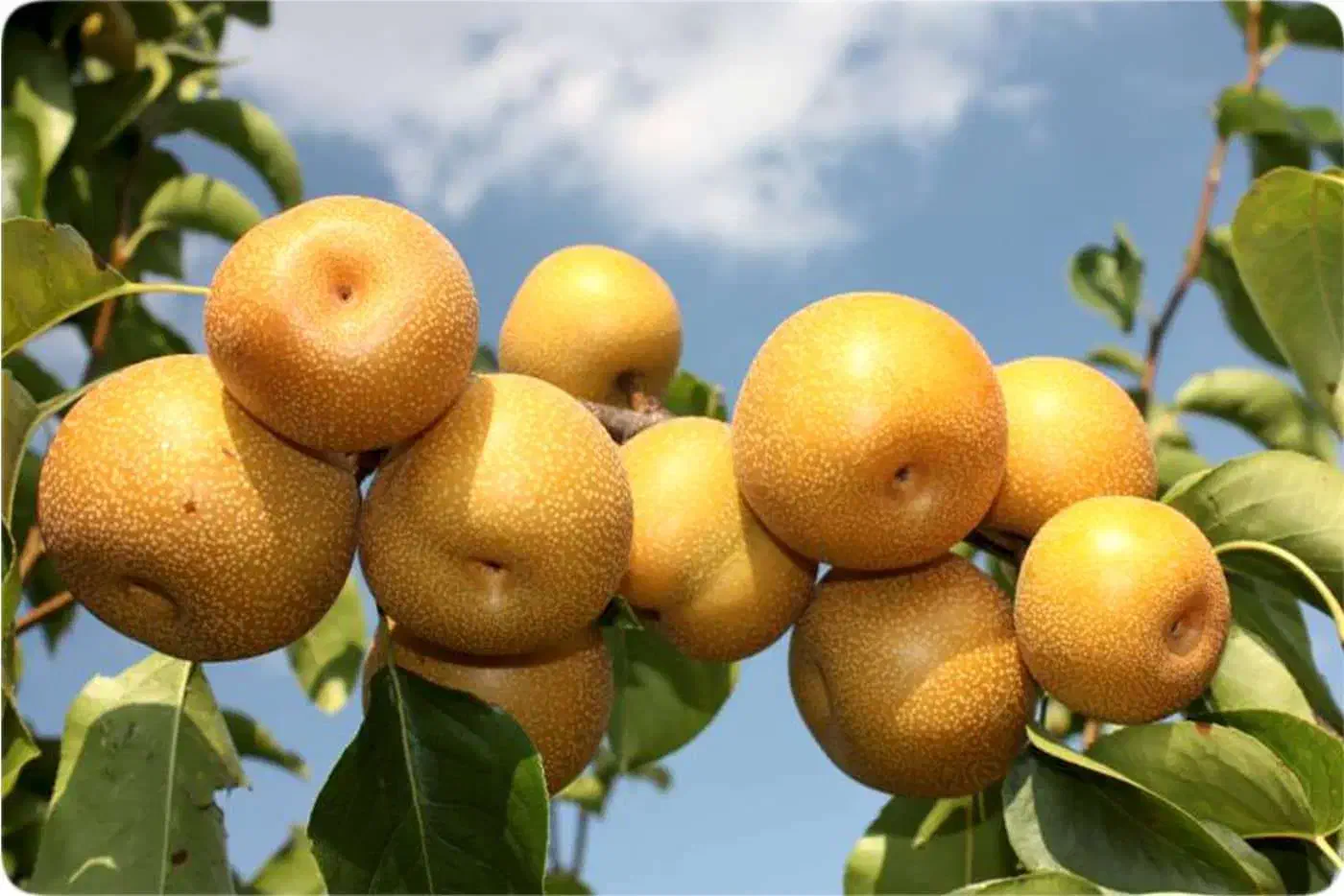 گلابی پرتغالی ، درخت گلابی ، نهال  گلخانه نهالستان|گل و گیاه طبیعی|مشهد, خواجه ربیع|دیوار