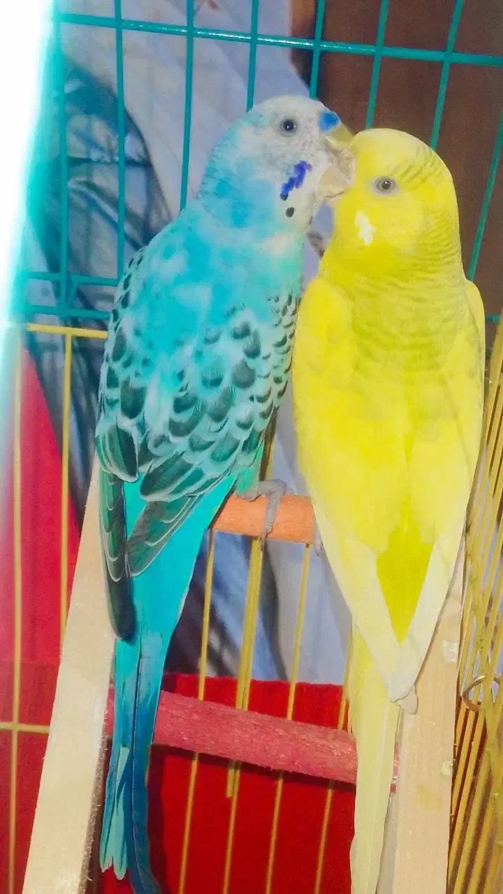 سالم و سلامت|پرنده|سنگر, |دیوار
