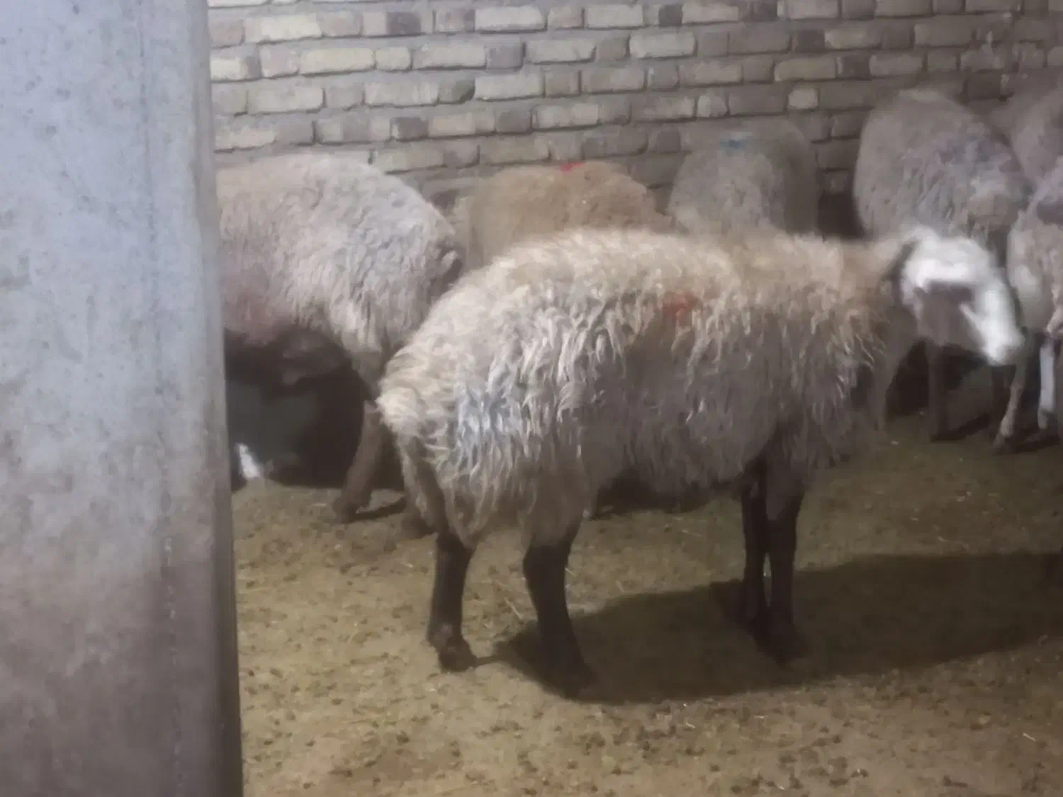 شکه مای چاق|حیوانات مزرعه|کلیائی, |دیوار