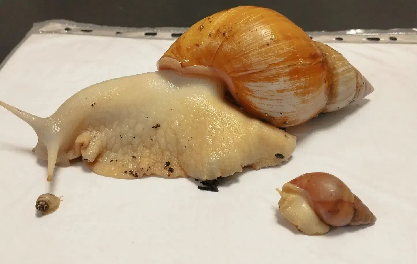 حلزون بالغ و تخم گذار|خزنده|پاکدشت, پاکدشت (مامازند)|دیوار