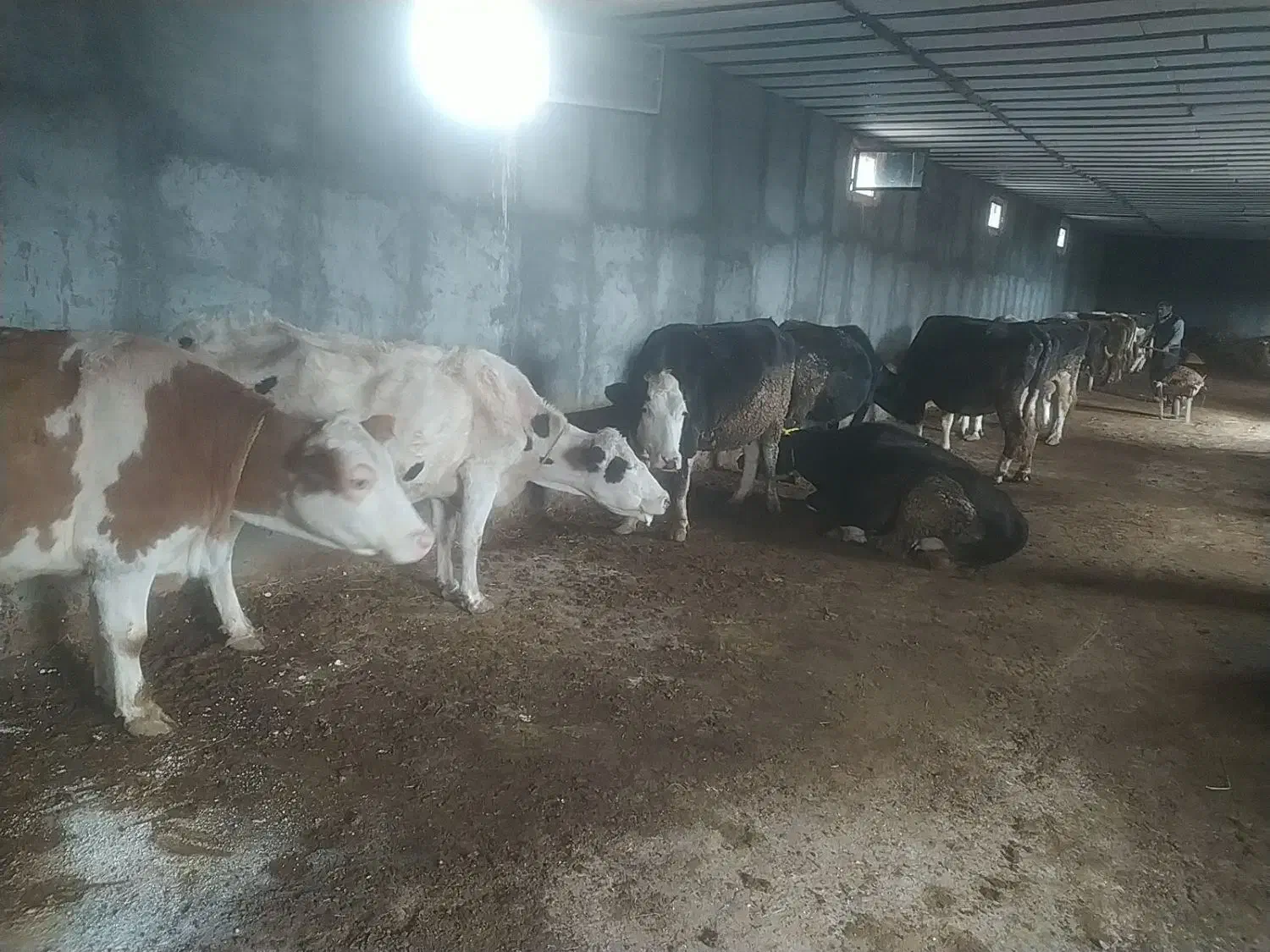 گوساله|حیوانات مزرعه|مراغه, |دیوار