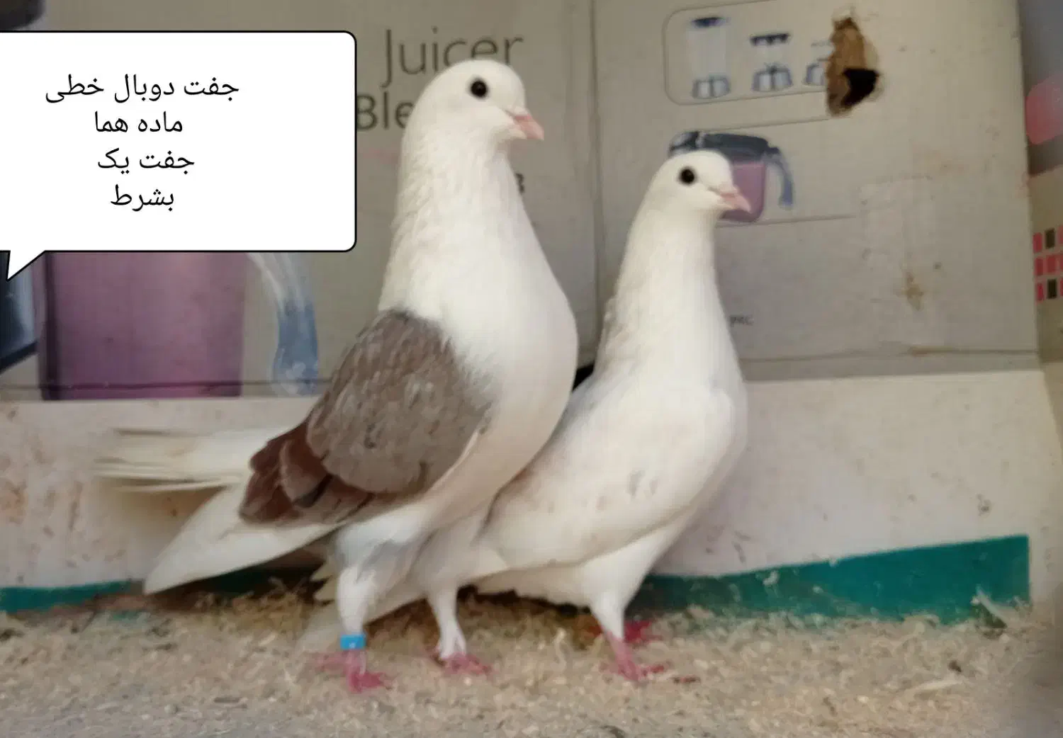 کبوتر پرشی بشرط و تضمین|پرنده|رشت, خرسندی|دیوار